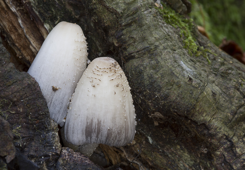 Coprinopsis spelaiophila